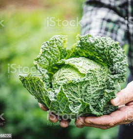 Fresh kale cabbage